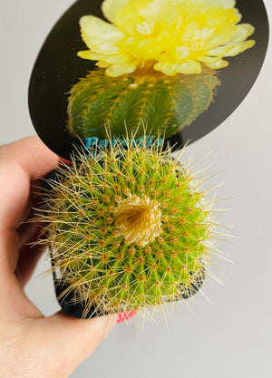 Parodia schumanniana