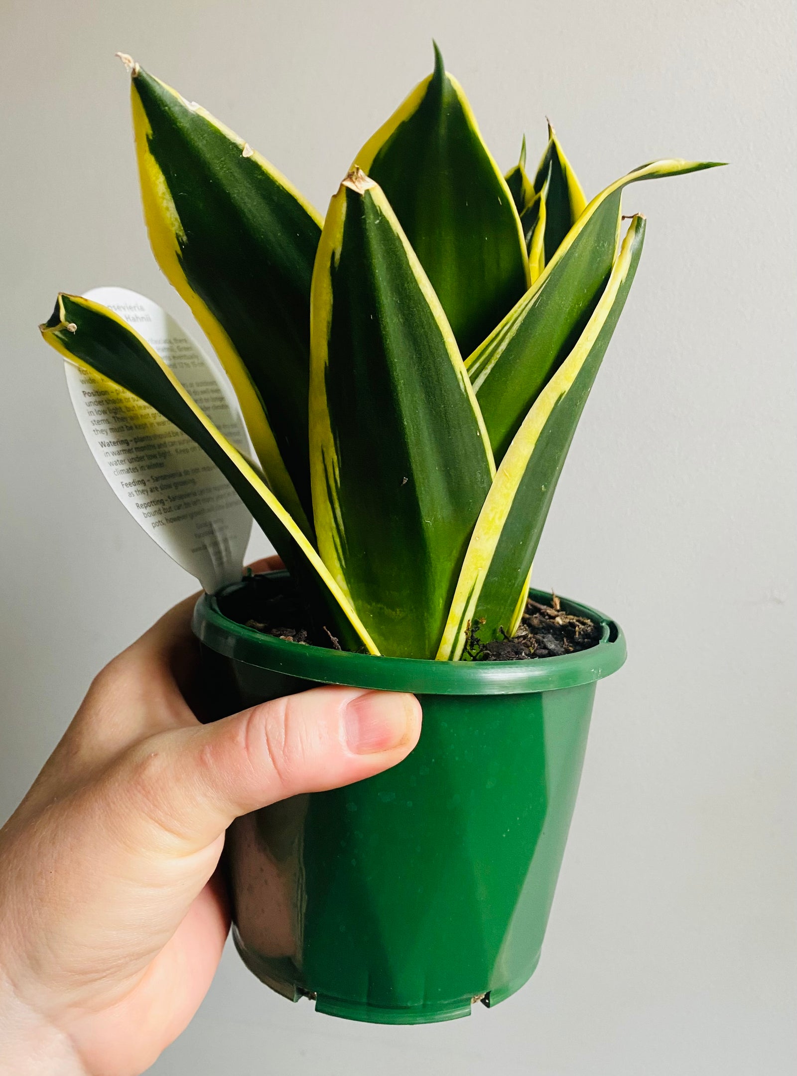Sansevieria trifasciata - Lotus Hahnii