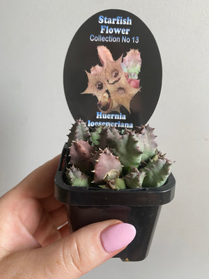 Huernia loeseneriana - Starfish Flower Collection No. 13