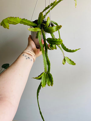 Rhipsalis Lepismium Cruciforme v Anceps - Mistletoe Cactus Collection No. 31