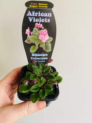 African Violet - Delores Sugar Candy