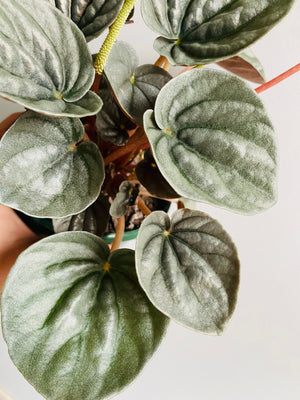 Peperomia - Frosty