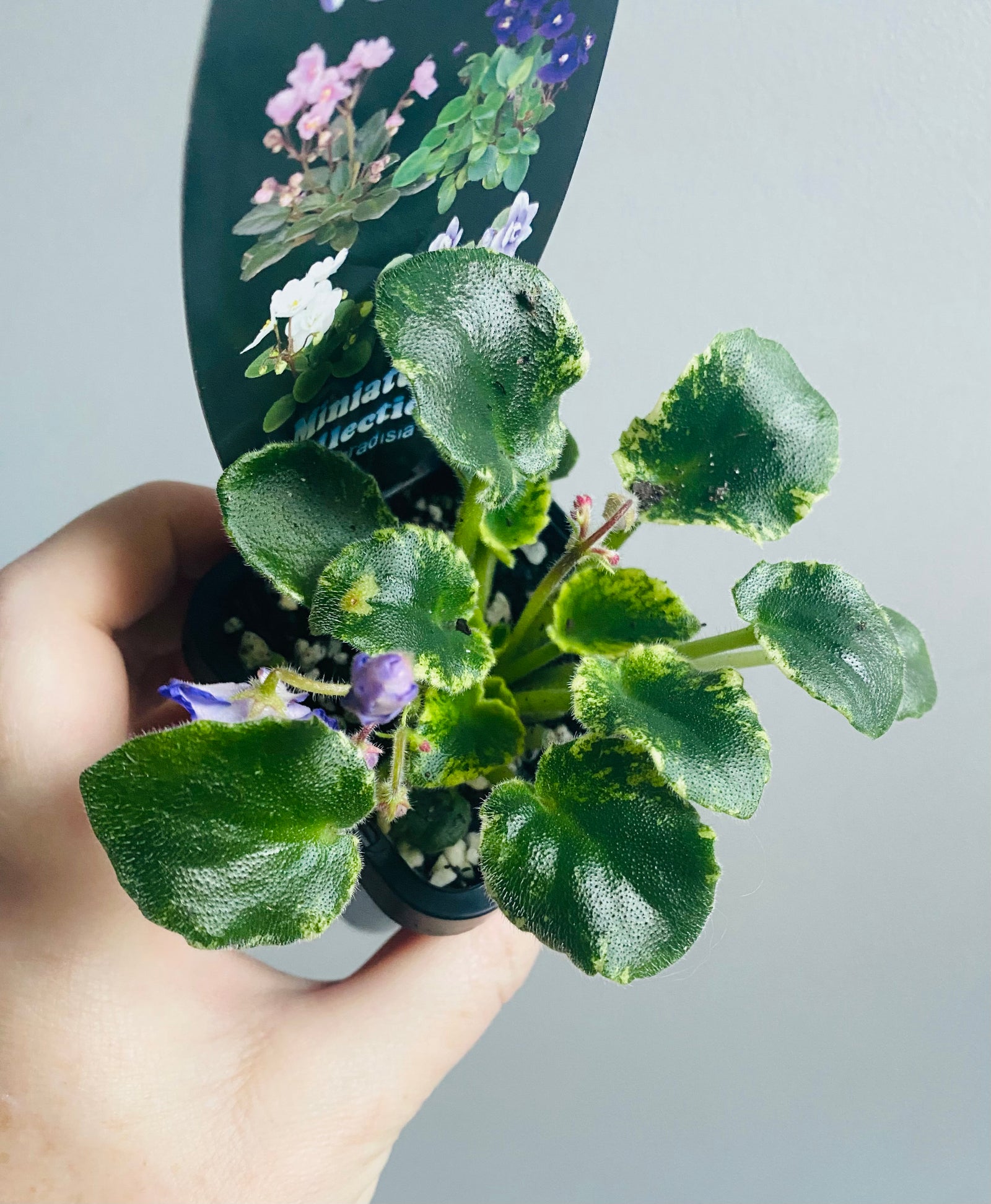 African Violet - Rob’s Kitten Caboodle (purple flower)
