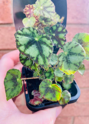 Begonia - Boweri