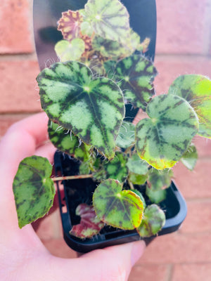 Begonia - Boweri