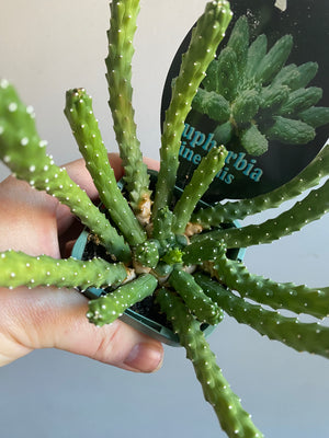 Euphorbia inermis 'Medusa's Head'
