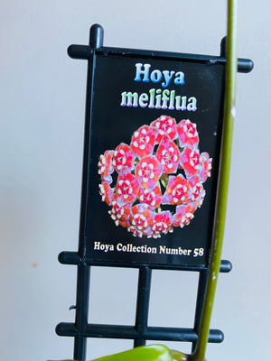 Hoya - Meliflua Collection No. 58