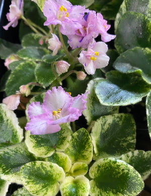 African Violet - Rob’s Kitten Caboodle (pink flower)