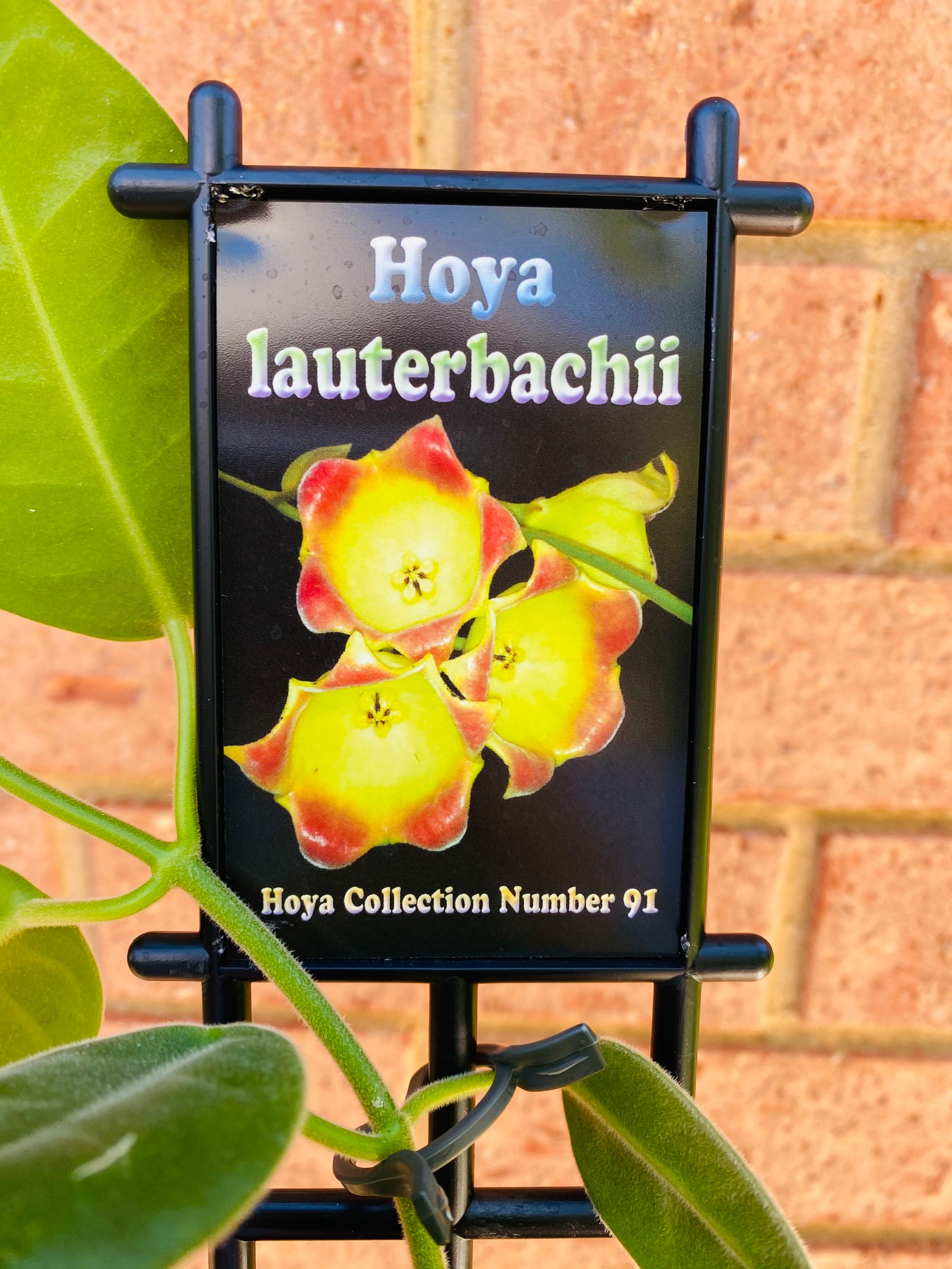 Hoya - Lauterbachii Collection No. 91
