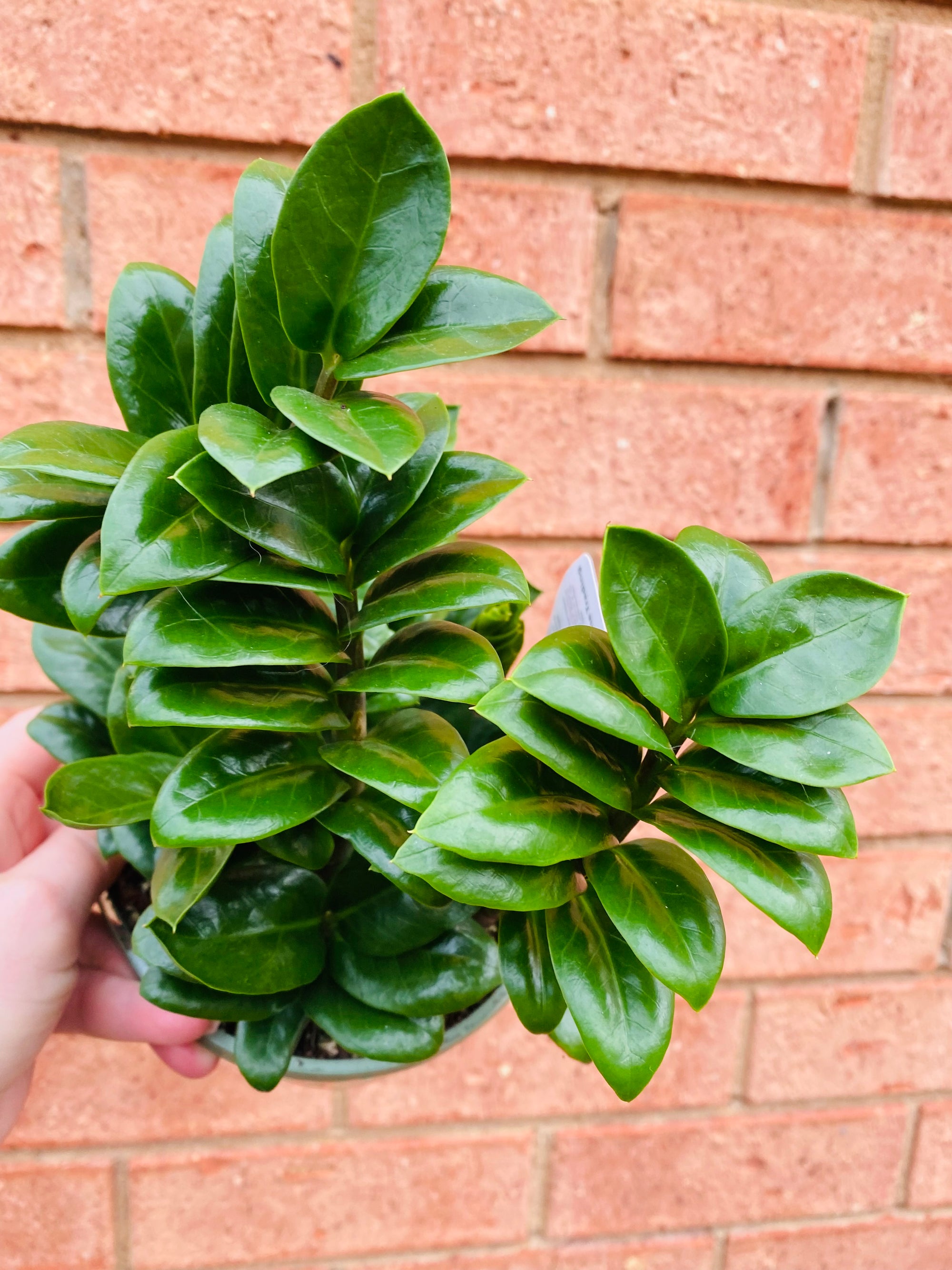 Zamioculcas Zamiifolia - Zanzibar Zenzii