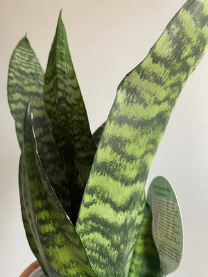 Sansevieria - Robusta