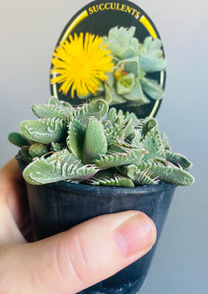 Faucaria britanea - White Spotted Jaws