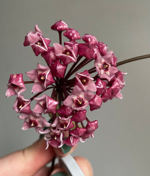 Hoya - Carnosa 'Rubra' Collection No. 189