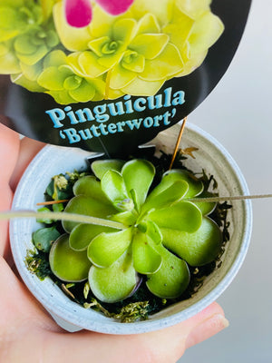 Pinguicula hybrids 'Butterworts'