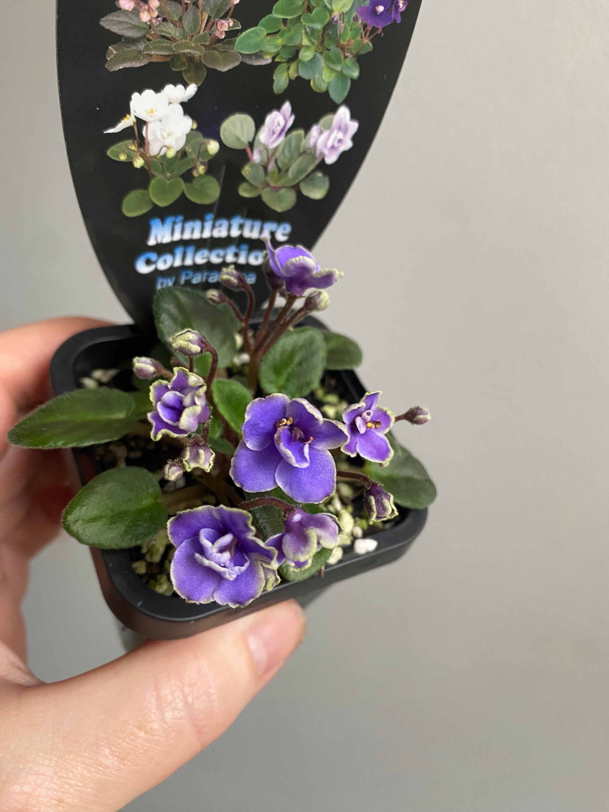 African Violet - Frosted Denim