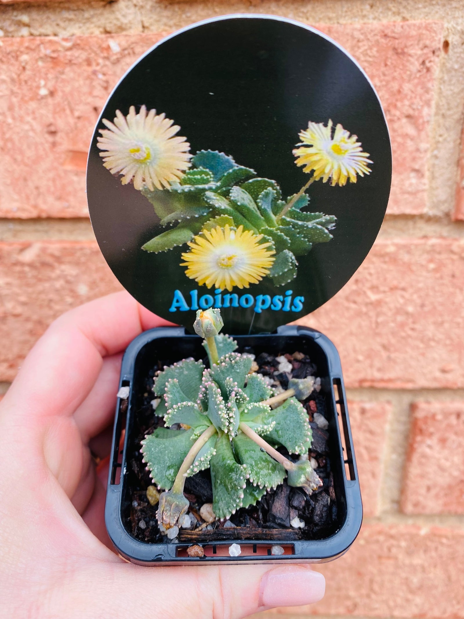 Aloinopsis setifera