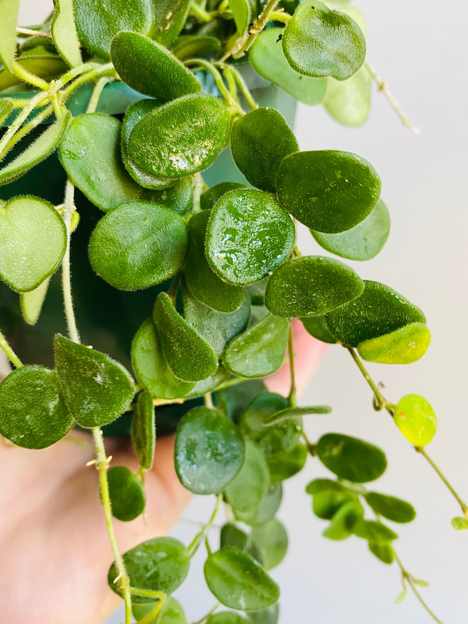 Hoya - Serpens Collection No. 7