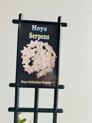 Hoya - Serpens Collection No. 7