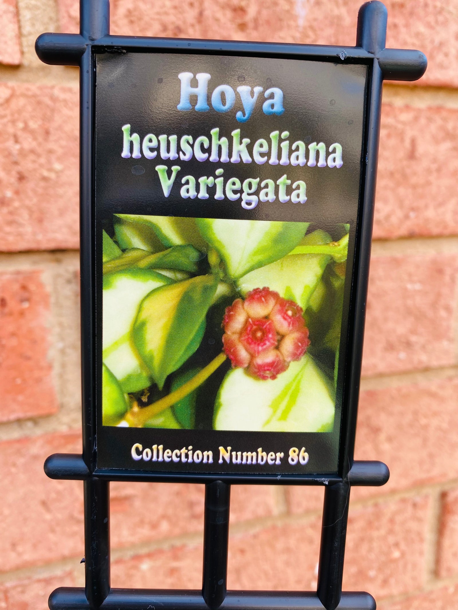 Hoya - Heuschkeliana variegata Collection No. 86