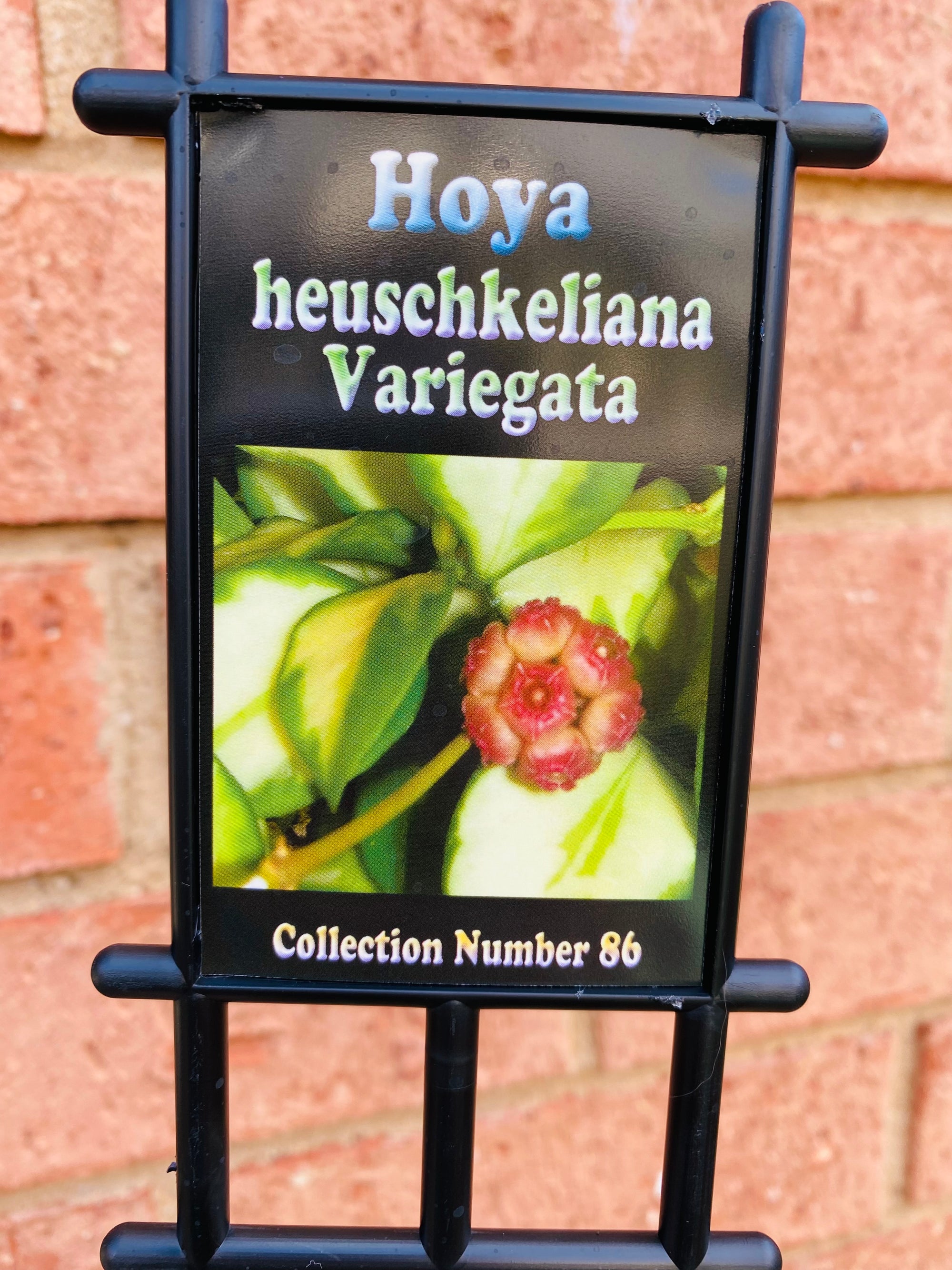 Hoya - Heuschkeliana variegata Collection No. 86
