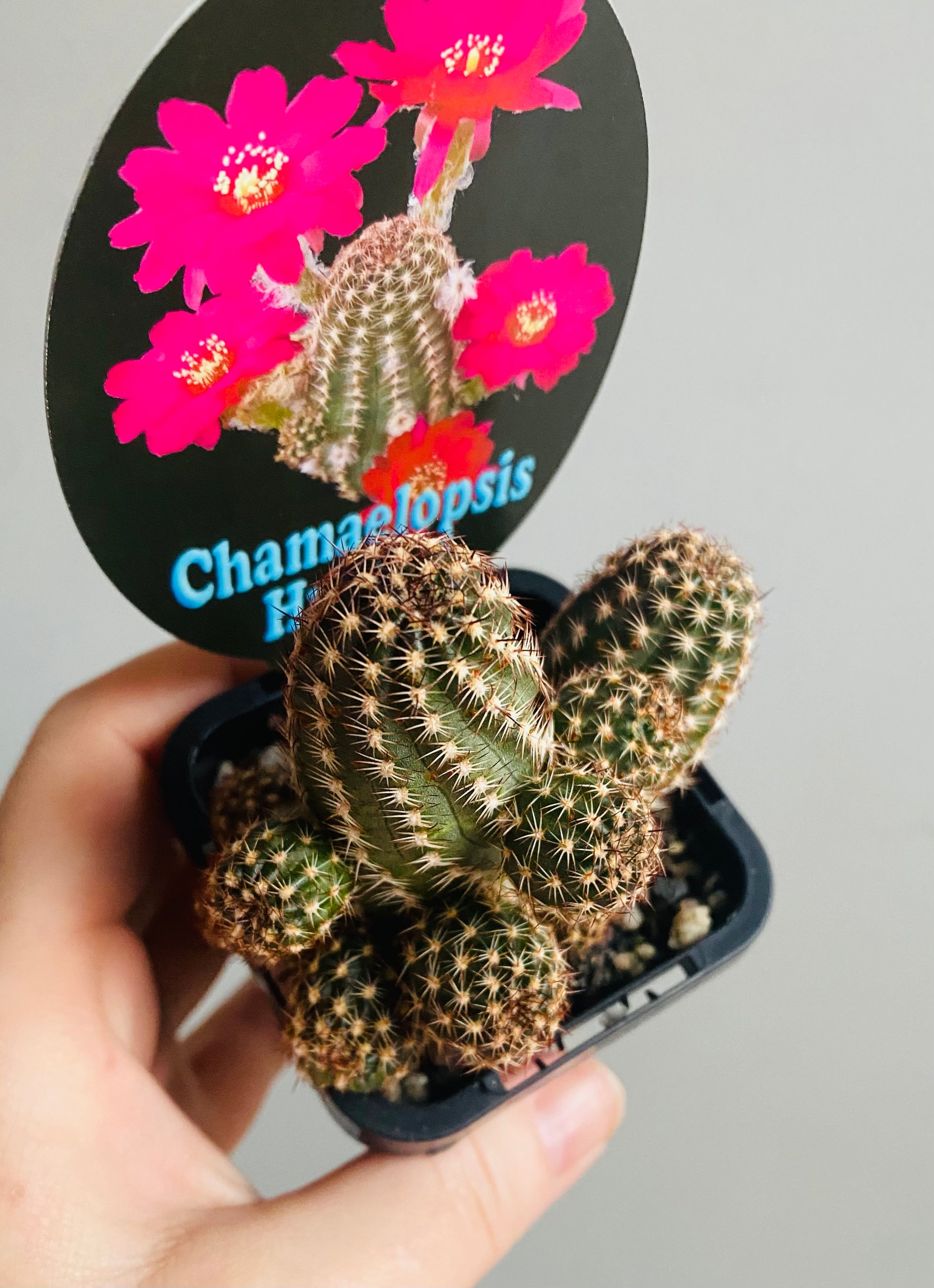 Chamaelopsis hybrid