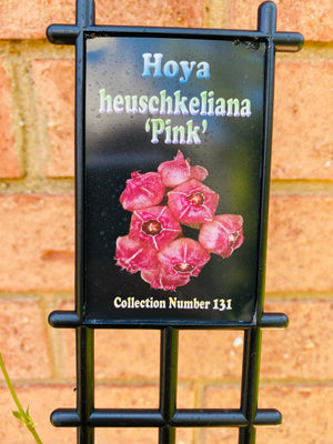 Hoya - Heuschkeliana ‘Pink’ Collection No. 131