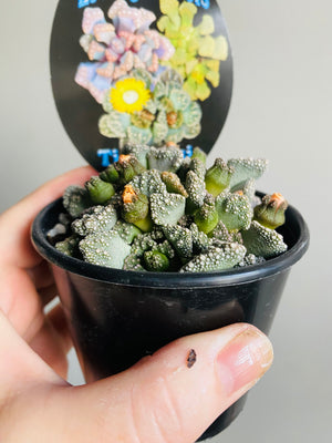 Titanopsis spp.