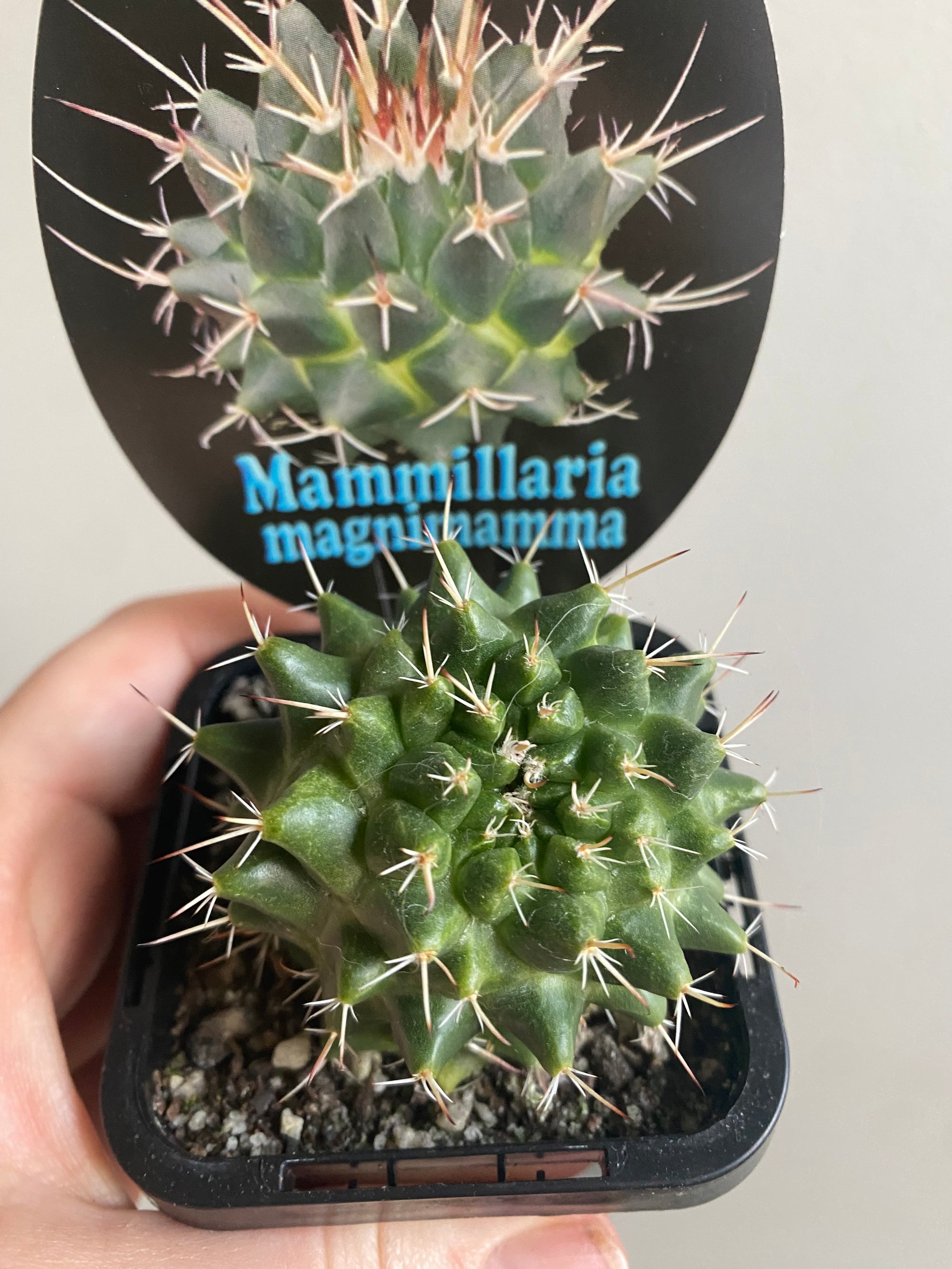 Mammillaria magnimamma