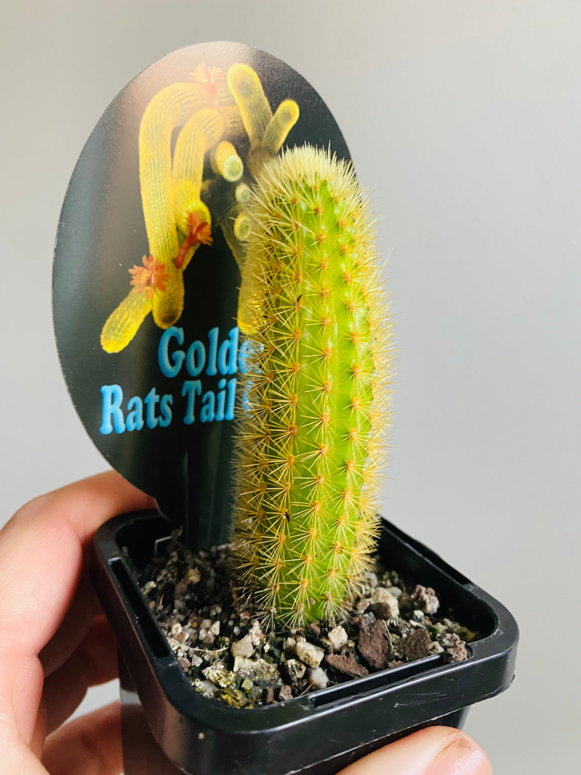 Cleistocactus winteri  - Golden Rat Tail Cactus