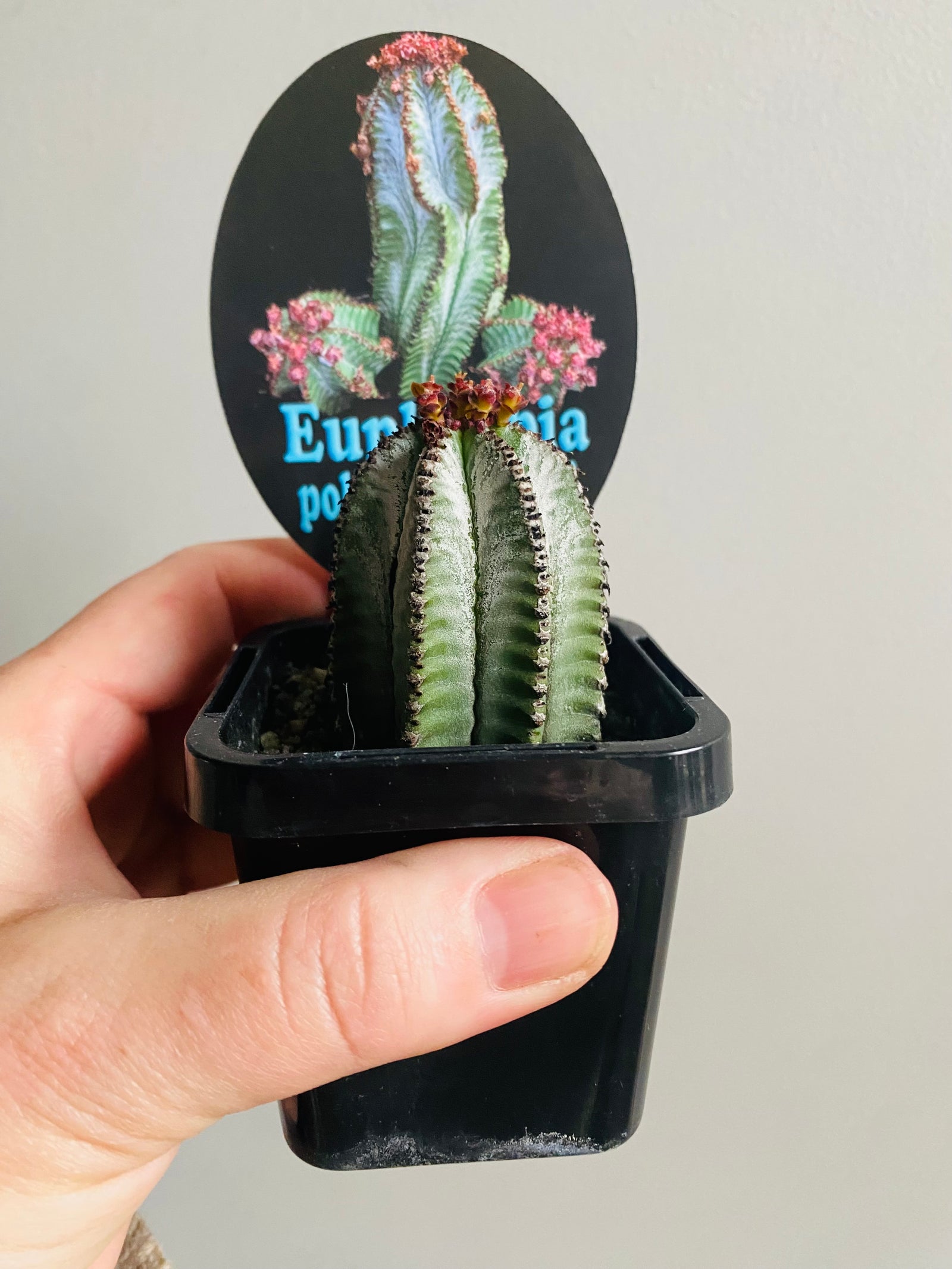 Euphorbia polygona 'Azure'