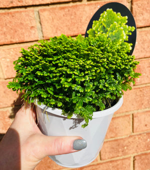 Selaginella martensii variegata - 'Jori'