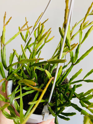 Rhipsalis Ewaldiana - Mistletoe Cactus Collection No. 12