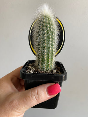 Silver Torch - Cleistocactus strausii