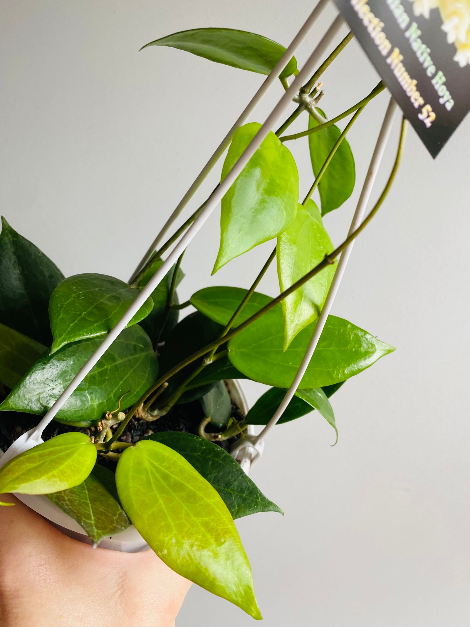 Hoya - Potsii Collection No. 52