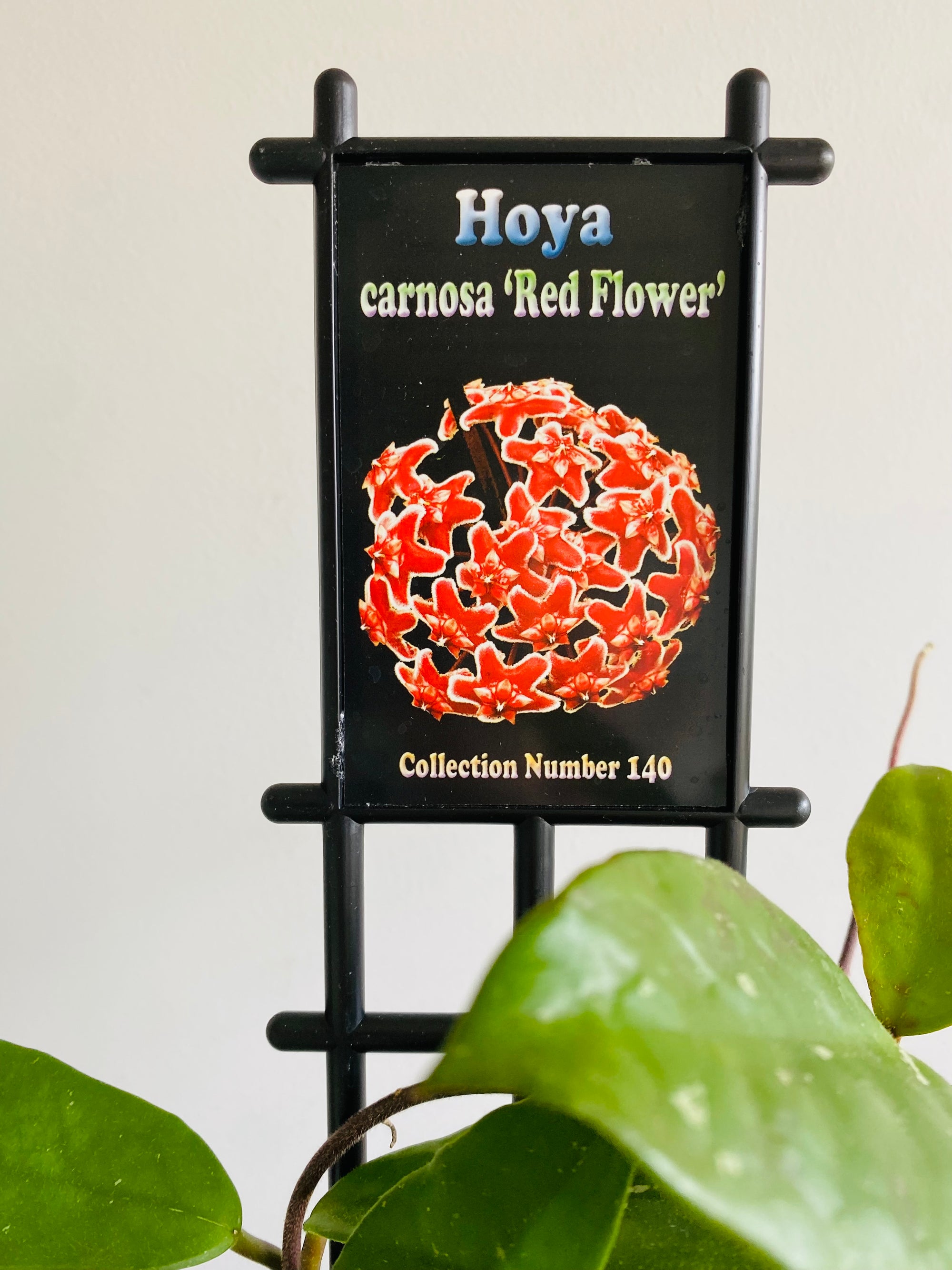 Hoya - Carnosa Red Flower Collection No. 140