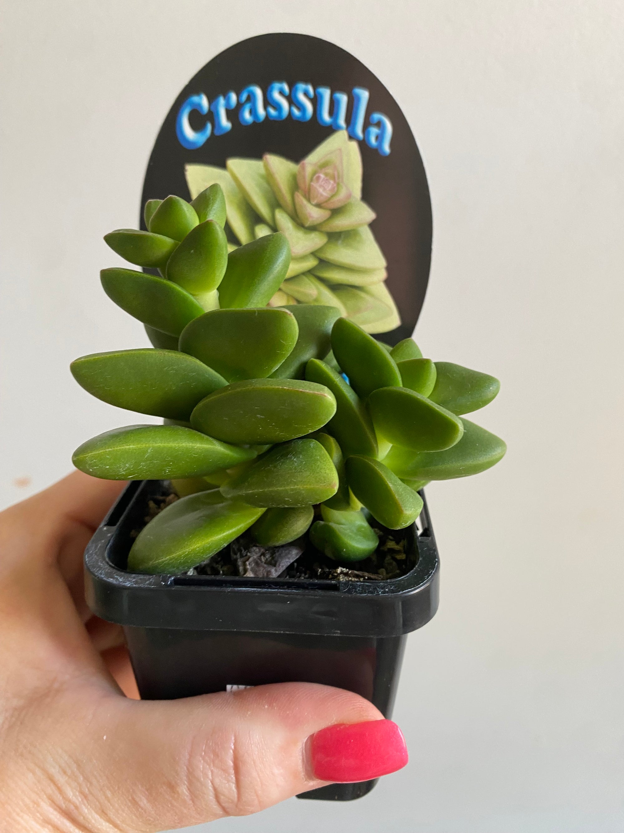 Crassula 'Talisman'