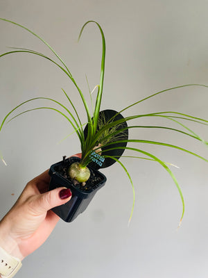 Beaucarnia recurvata 'Ponytail Palm'