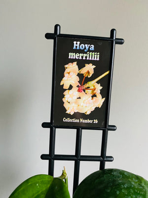 Hoya - Merrillii Collection No. 26