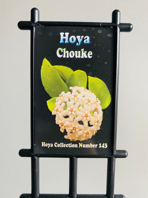 Hoya - Chouke Collection No. 143