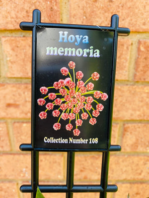 Hoya - Memoria Collection No. 108