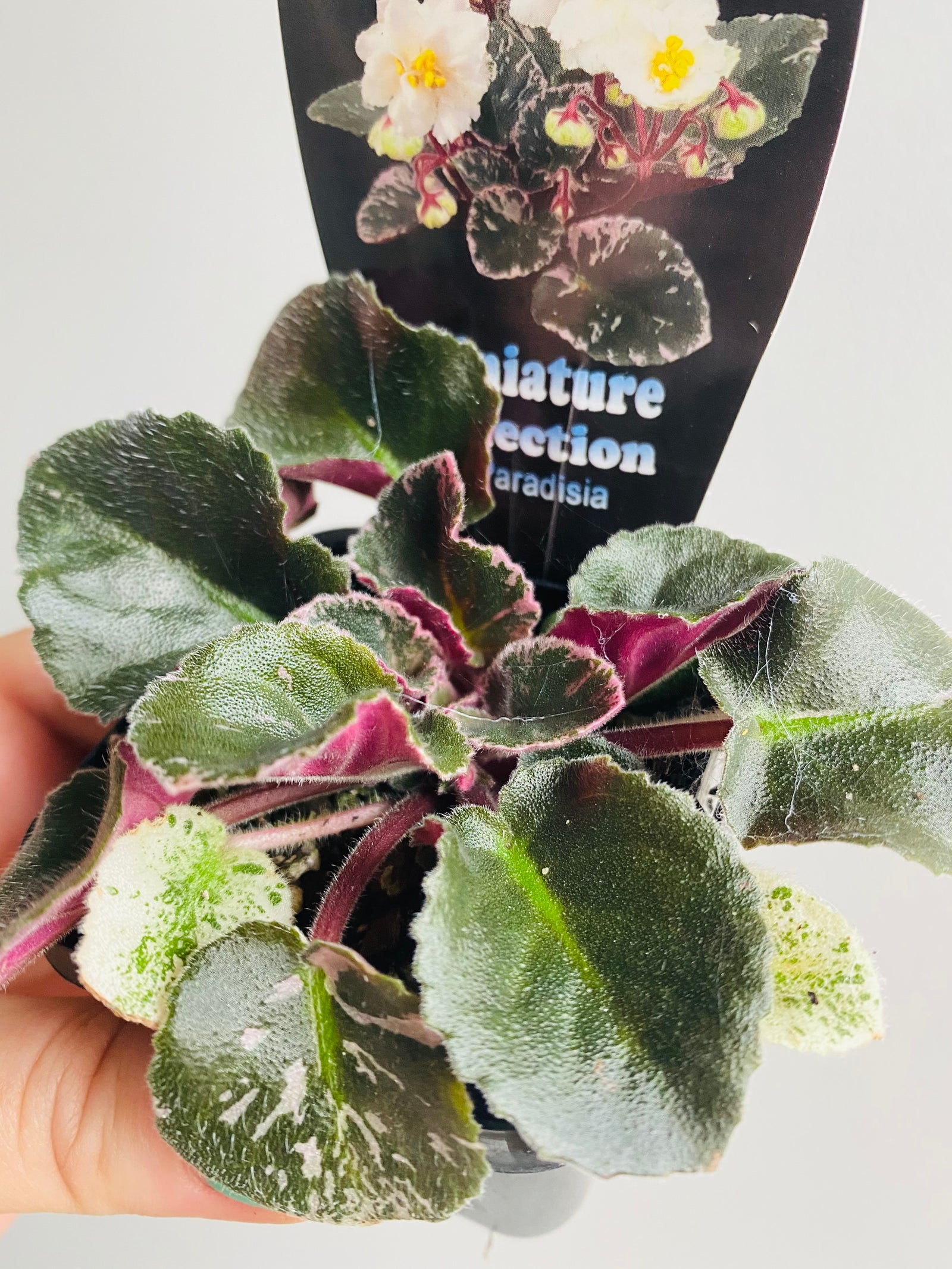 African Violet - Golden Eye
