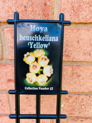 Hoya - Heuschkeliana ‘Yellow’ Collection No. 42