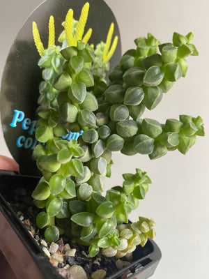 Peperomia columella