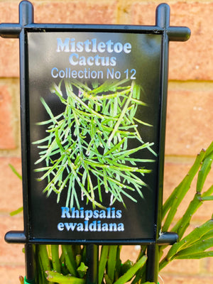 Rhipsalis Ewaldiana - Mistletoe Cactus Collection No. 12