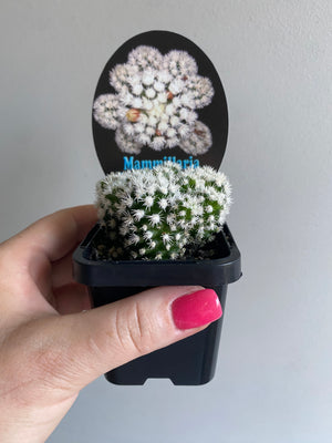 Mammillaria vetula cv. 'Arizona Snowcap'