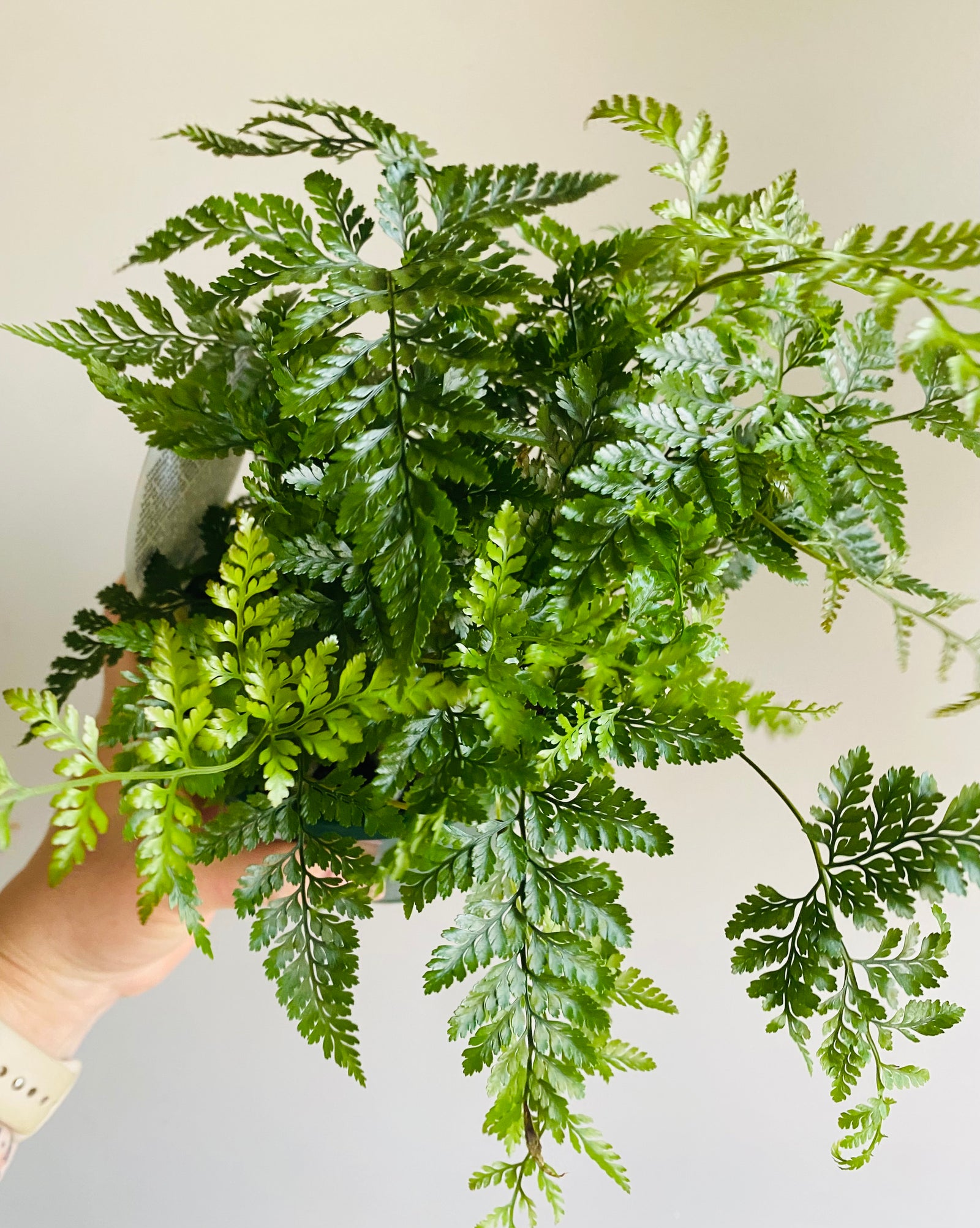 Davallia humata - Hare's Foot Fern