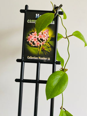 Hoya - Camphorifolia Collection No. 33