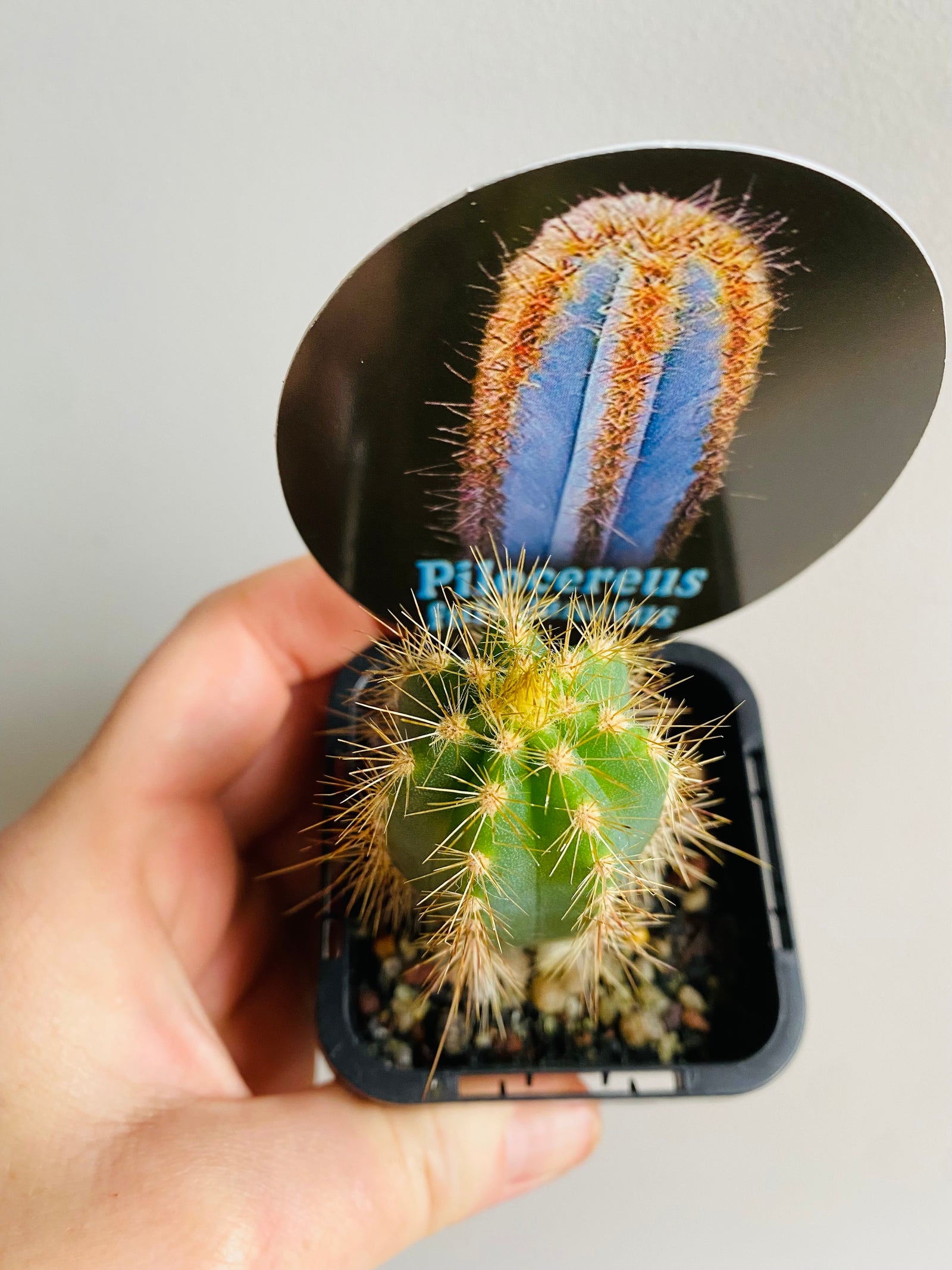 Pilocereus fulvilanatus