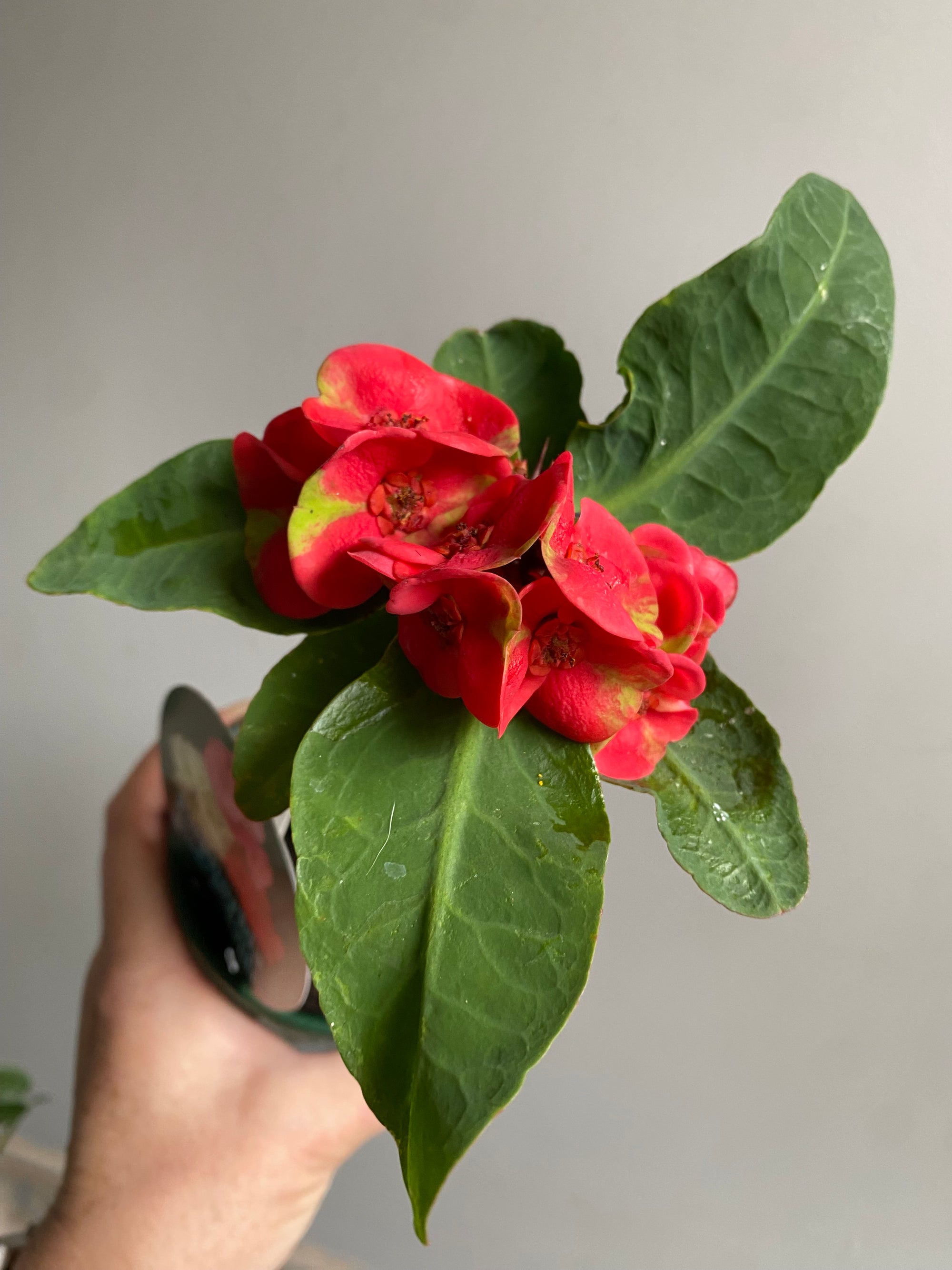Euphorbia Siam Hybrid - MungKorn-Daeng (Red Dragon)