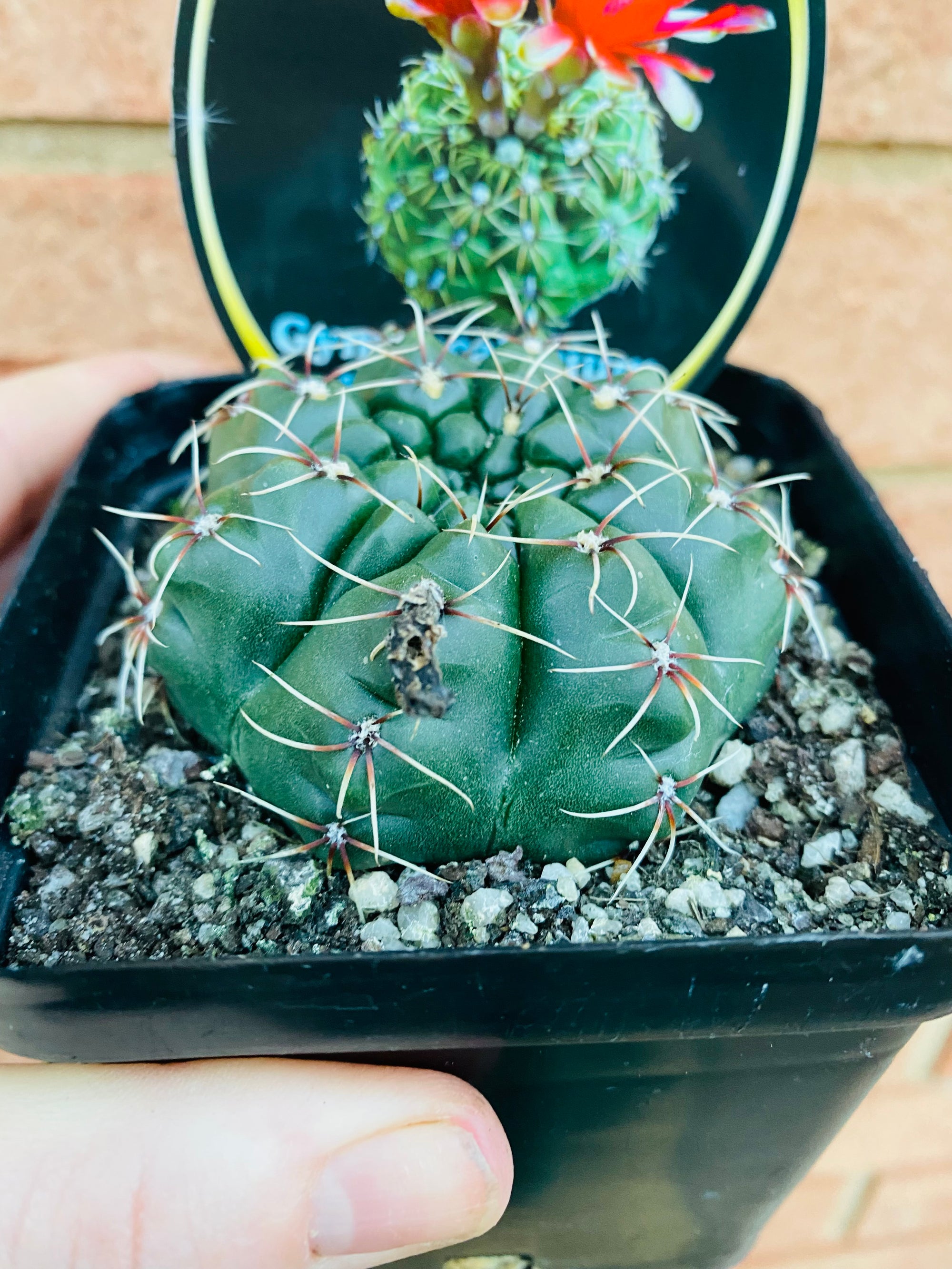 Gymnocalycium baldianum - Dwarf Chin Cactus